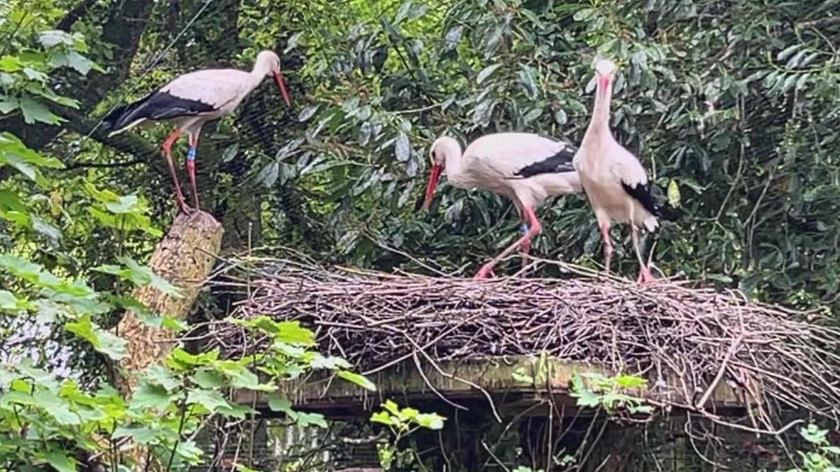 White storks hatch in Cornwall in rewilding plan