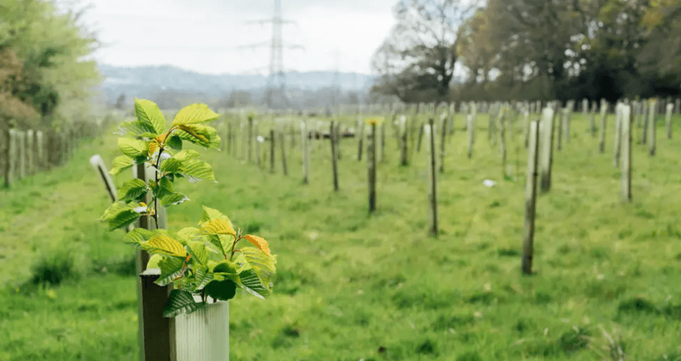Tree planting to remember those lost during Covid