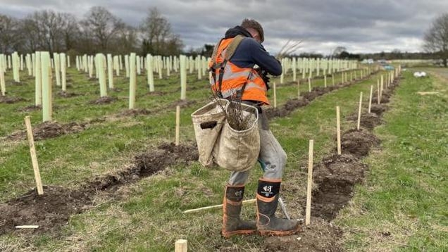 Volunteers help to plant 38,000 trees