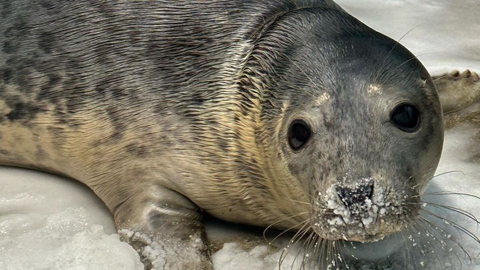 RSPCA appeals for salt to help treat injured seals