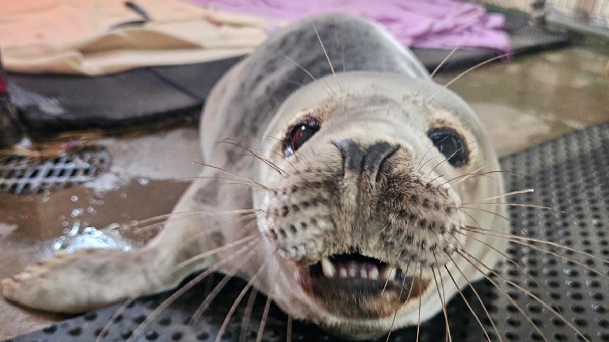 Hospital concern as third seal pup of 2025 rescued