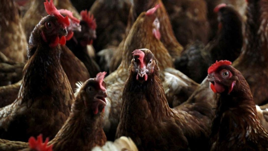 Bird flu outbreak in Yorkshire poultry