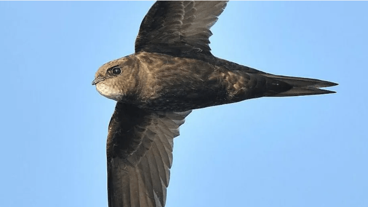 Swift boxes aim to boost 'red list' bird numbers