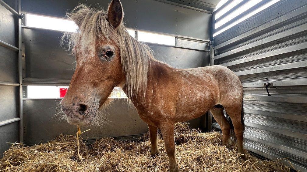 Two missing Shetland ponies found after UK-wide search