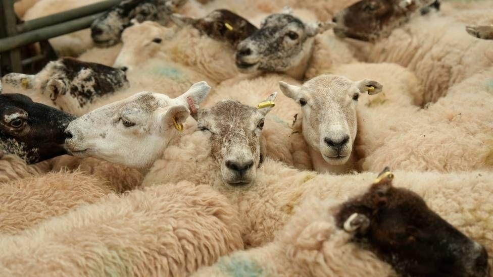 Deadly livestock virus travel restrictions to ease