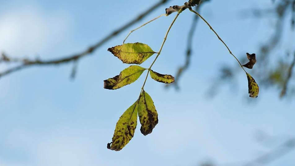 Shoots of hope for Britain's cherished ash trees
