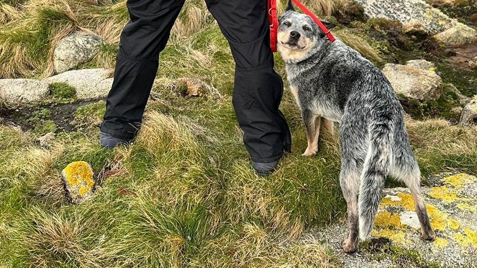 Kuki's 'great job' finds no rodent threat on isles