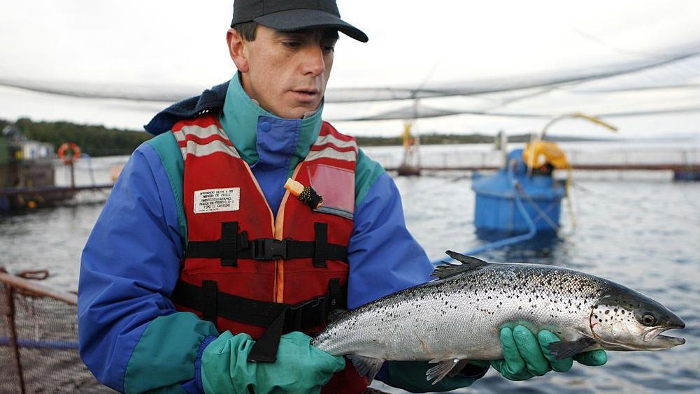 Chile's salmon farms hope for calmer waters