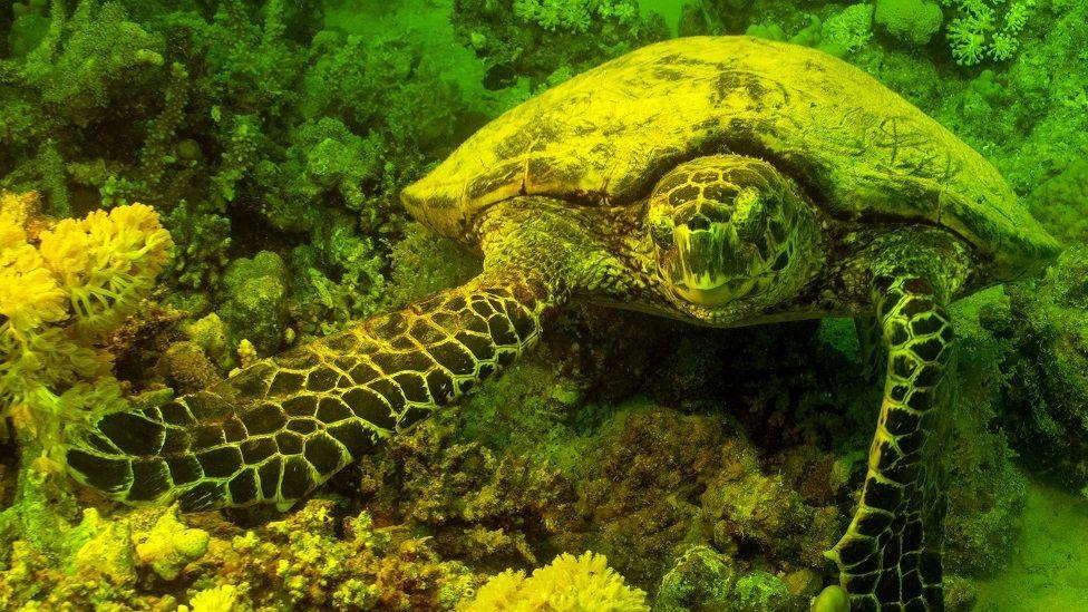 Ballet and bioluminescence: Africa's top shots