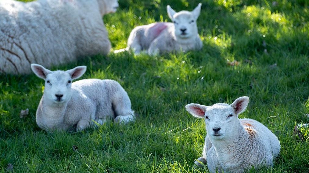 Dog attack on lambs sparks plea for lead usage