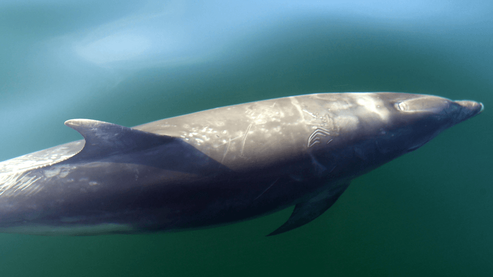 Dolphin 'mysteries' to be solved by collecting poo