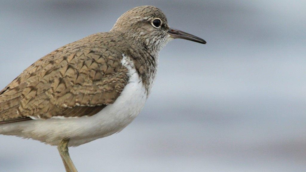 Stream 'rewiggle' restoration project up for award