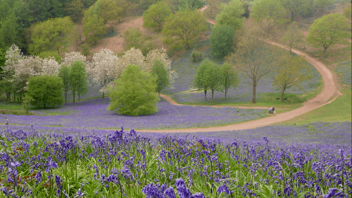 Step, snack, sit: Bank holiday walks and picnic spots