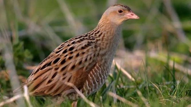 'Record-breaking' corncrake count on Rathlin Island