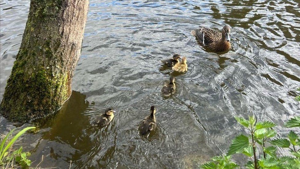 Duck and ducklings saved from rooftop back in wild