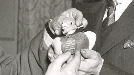 Pigeon's medal for war bravery unveiled at museum