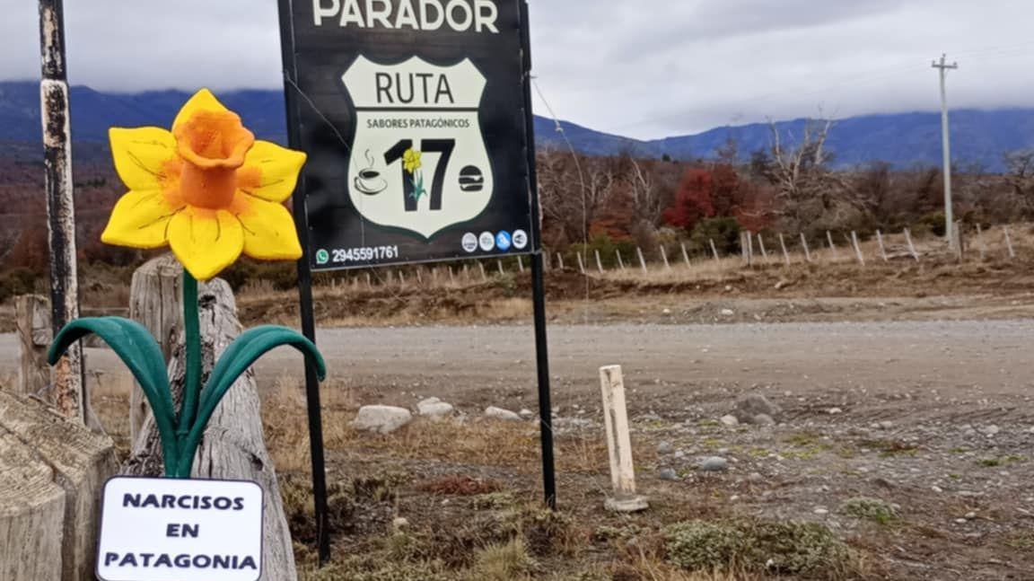 Daffodils mark 160 years of Welsh settlers in Patagonia