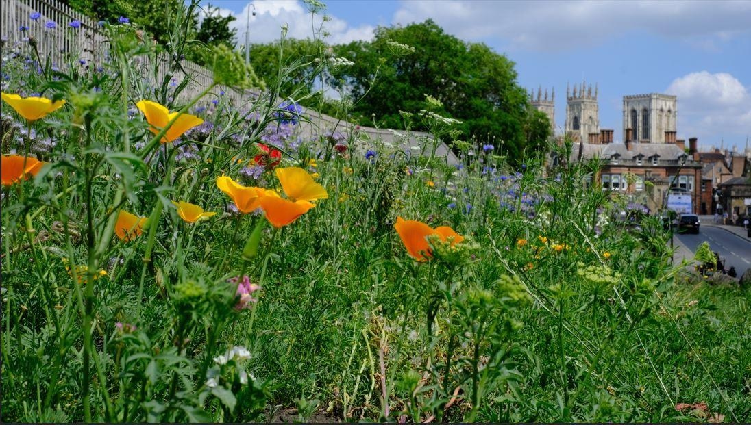York city walls wildflowers hailed a success