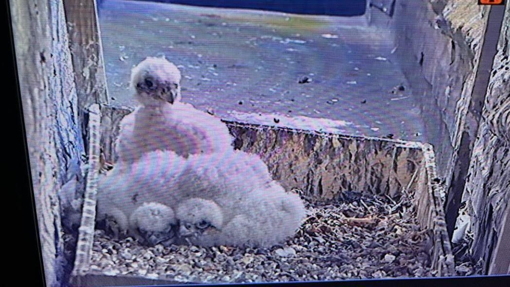 Church's peregrine chicks hatch after 9-year wait