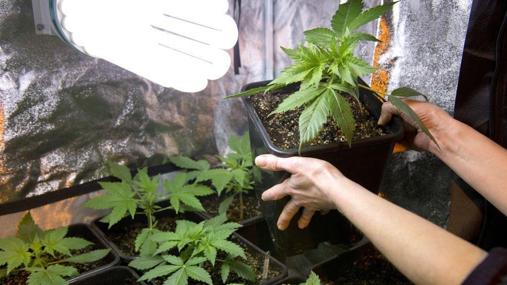 Four accused of smuggling cannabis to UK in the post