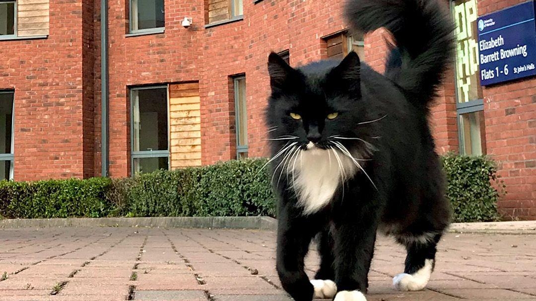 Much-loved black and white campus cat has died