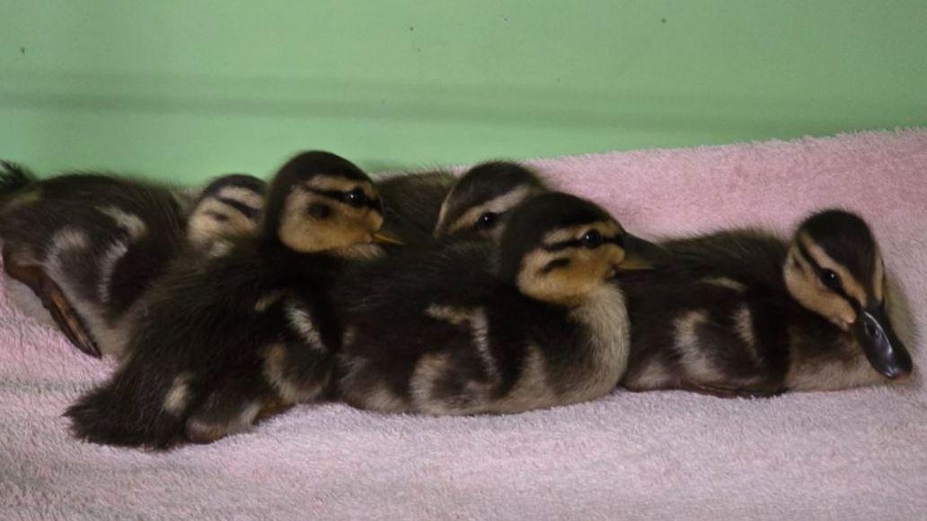 Trapped ducklings rescued from water works