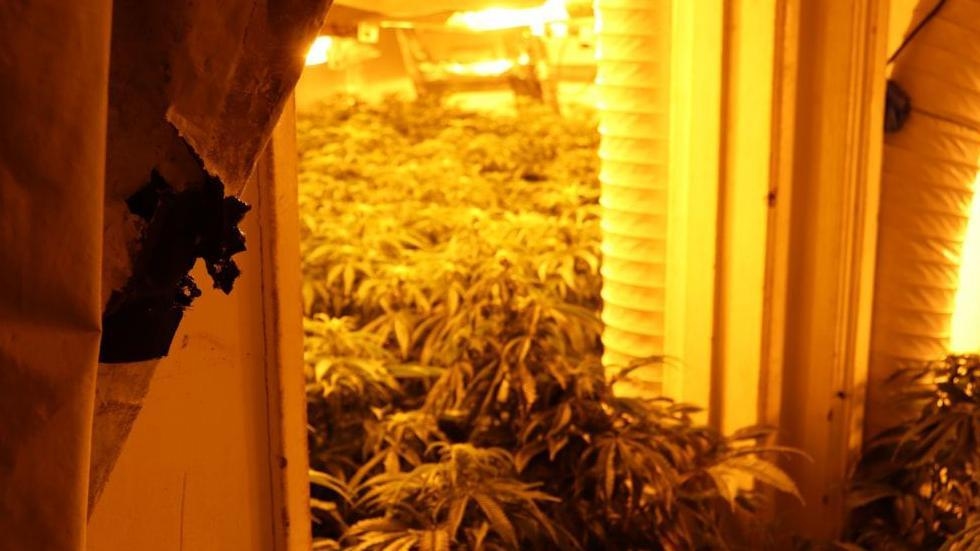 Operation targets drugs supplied by organised crime