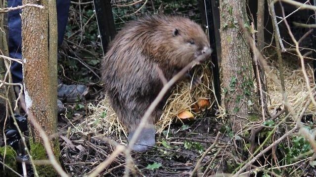 Beavers return to town after 400 years