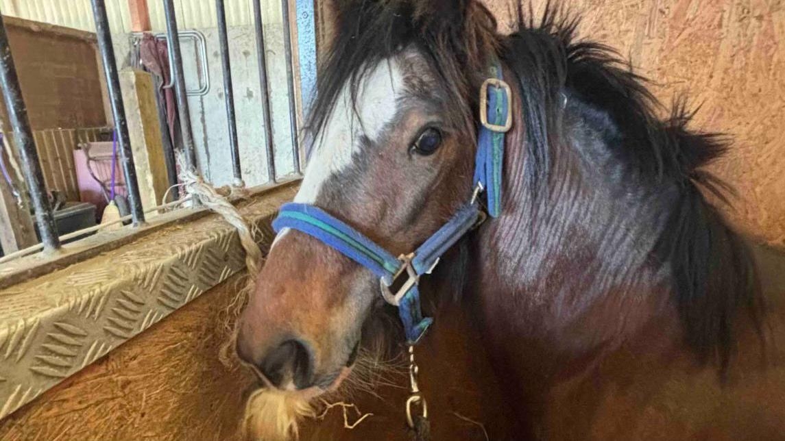 Woman 'loves' new horse rescued from motorway