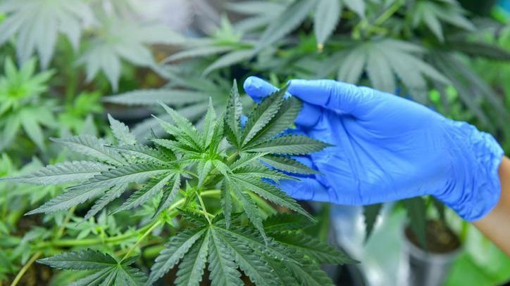 Damaged door leads police to find cannabis haul
