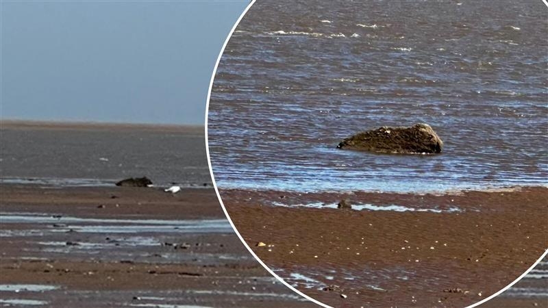 Rescuers find 'seal in distress' is just a rock
