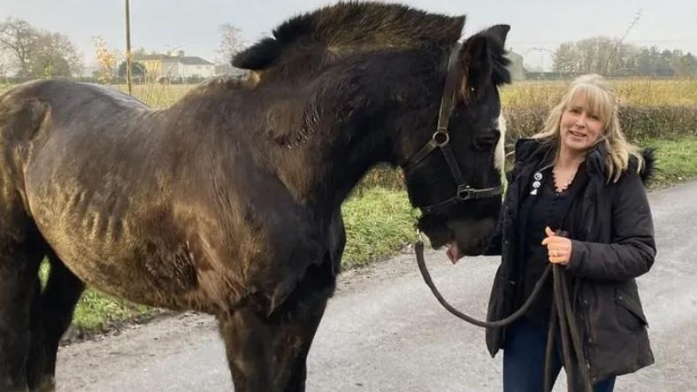 Horse retiring after 10 years of police service