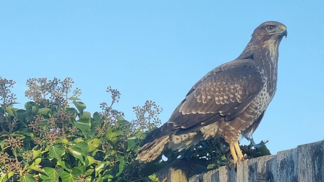 Dive-bombing buzzard causes school playground ban