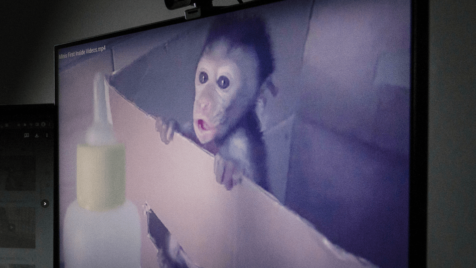 Woman jailed for sharing baby monkey torture videos