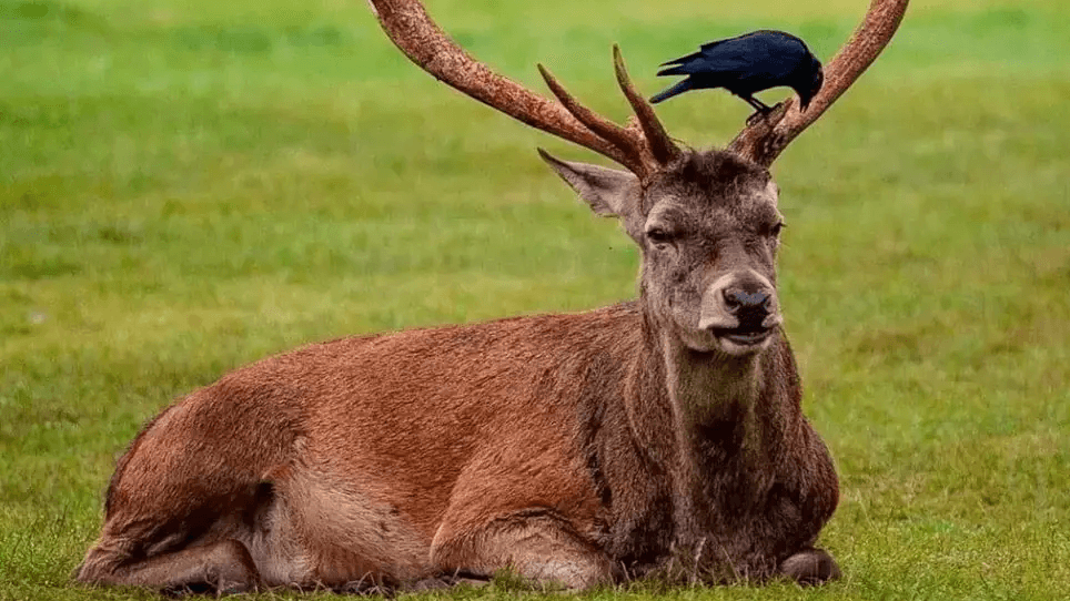 Deer officers team warns drivers to be vigilant