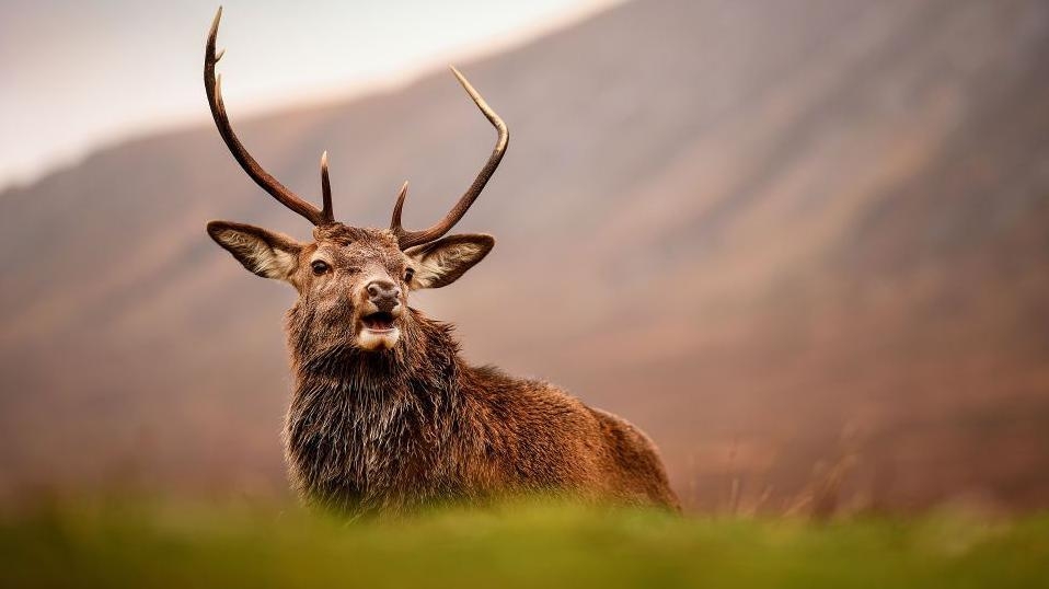 Agency could intervene to cull estate's red deer