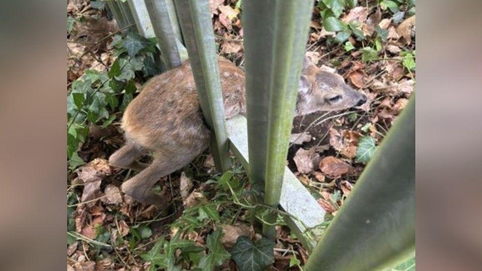 Fawn rescued after getting trapped in metal fence