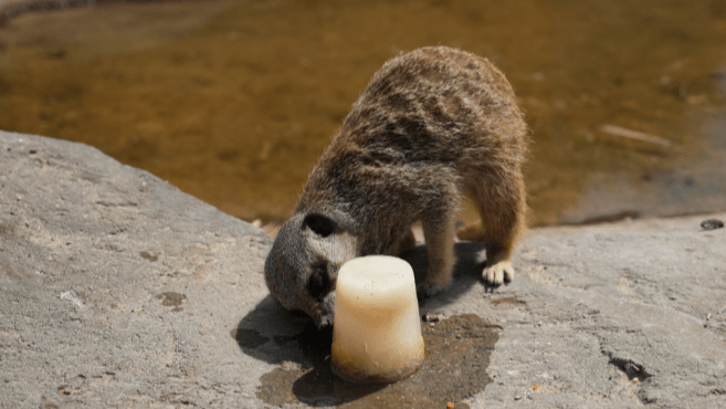 Blood lollies and sunscreen: Zoo's heatwave relief