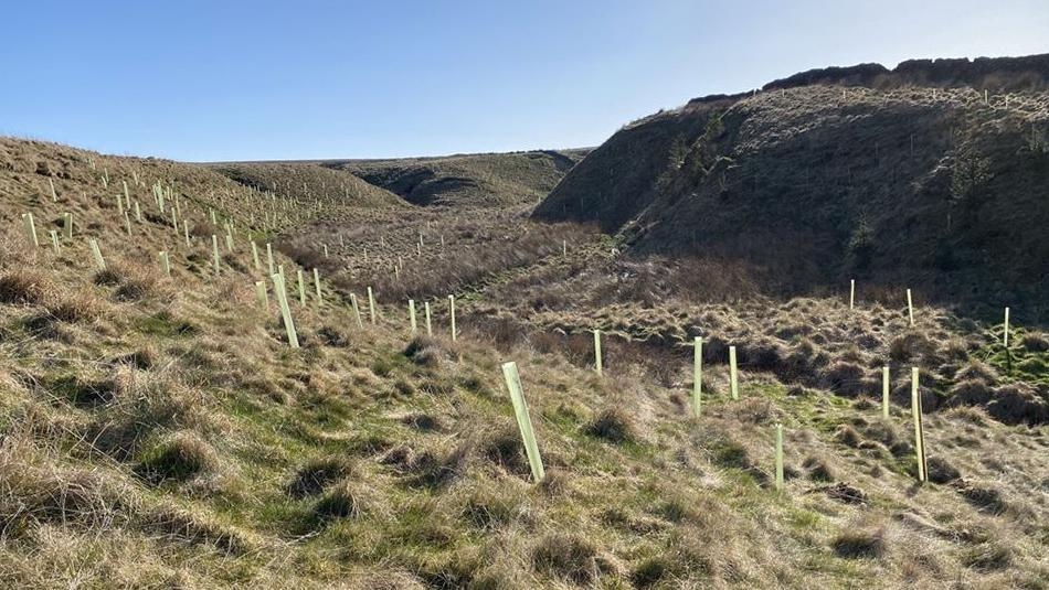 Charity plants 60,000 trees to benefit environment