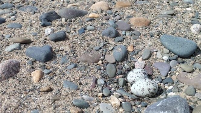 Dog owners warned of bird nests at nature reserves