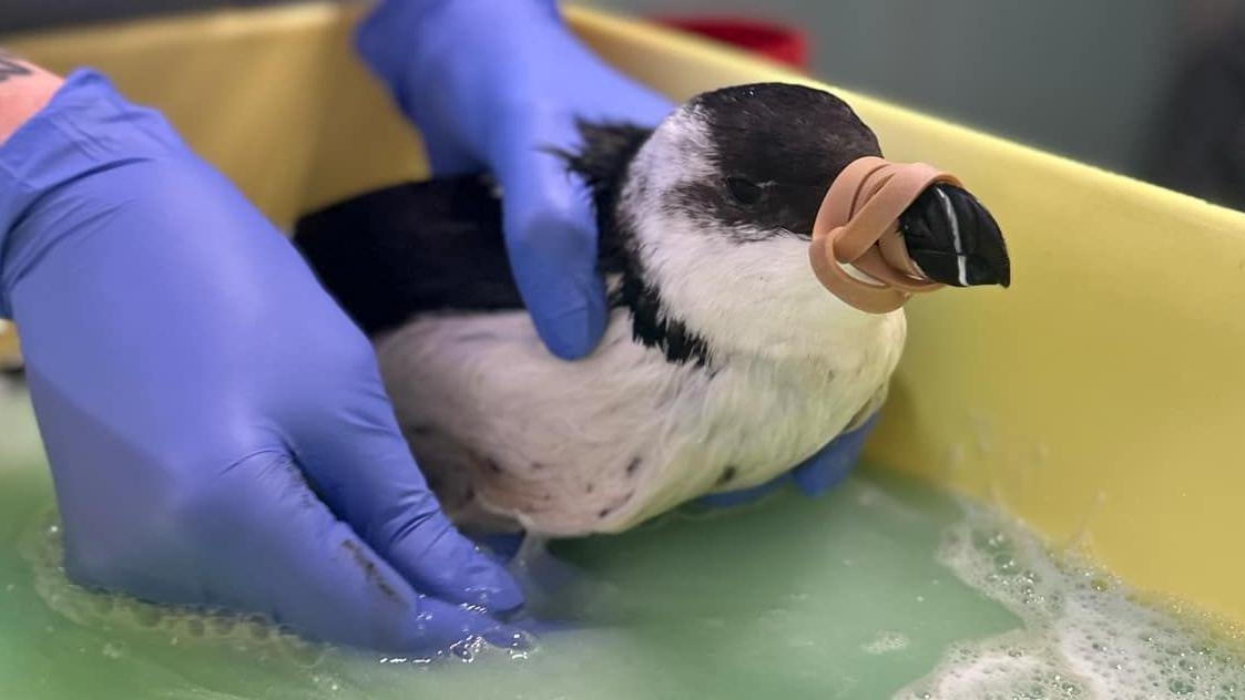 Bird's death leads to warning of pollution event