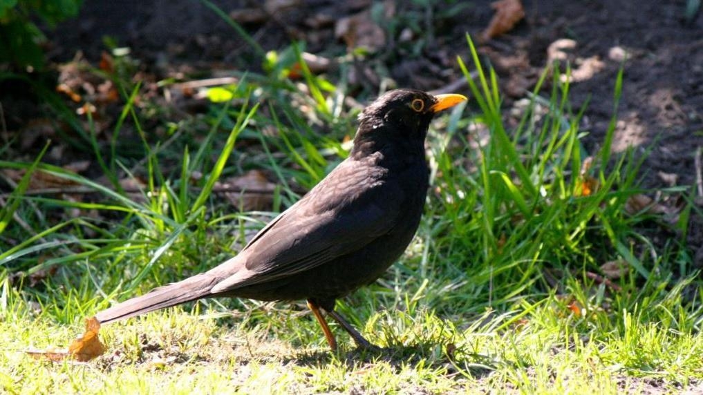 Campaigner warns blackbird decline is 'taste of future'
