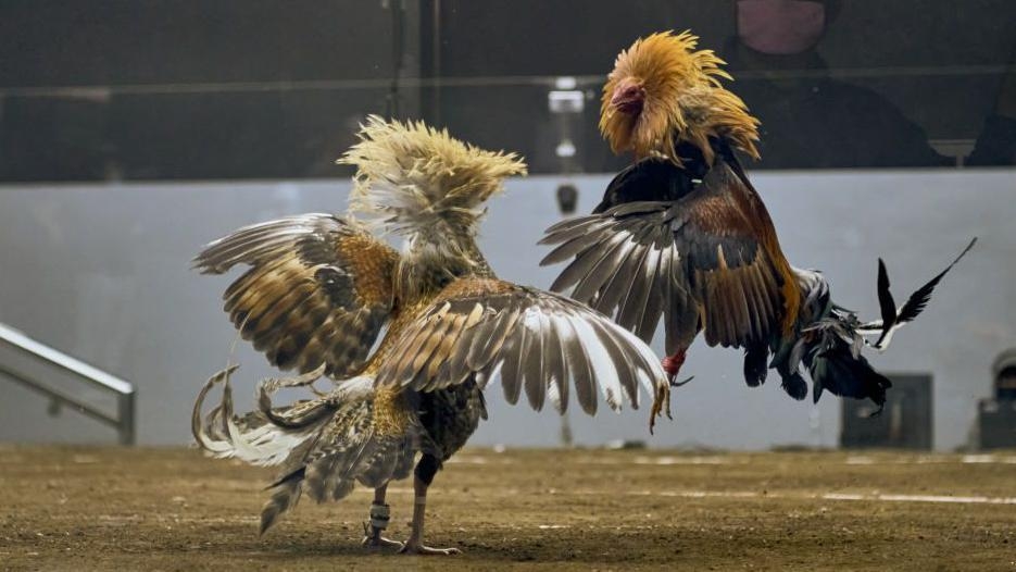 Search for 34 missing cockfighting gamblers points to volcanic lake