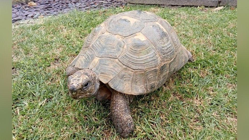 Owner's shock as 'male' tortoise lays eggs