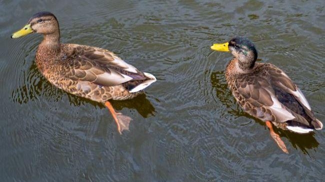 'Our lake is barren because of too many ducks'