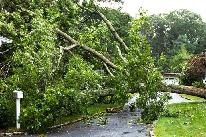 Neighbor's 60-Foot Tree Is Uprooting And Leaning Towards My Home — He's 'Got A Guy' And Wants $1,200 From Me But Keeps Saying 'Tomorrow' For Weeks