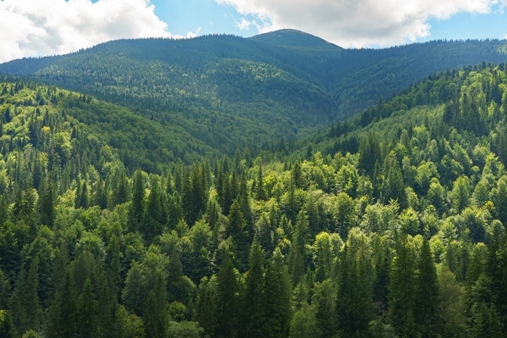 Forests Might Be The Hottest Asset Class You're Not Watching. They Pay A Return, Hedge Inflation And Provide Planet-Friendly Optics