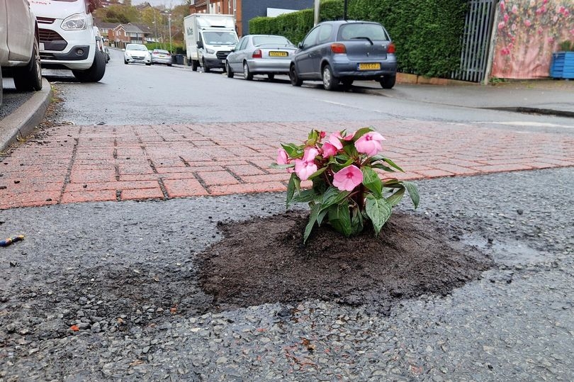 Birmingham mystery gardener fills road pothole with plant - and everyone has the same reaction
