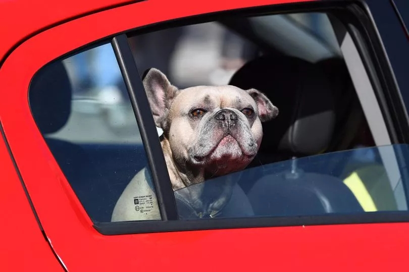 Millions of motorists breaking Highway Code when driving with their dogs