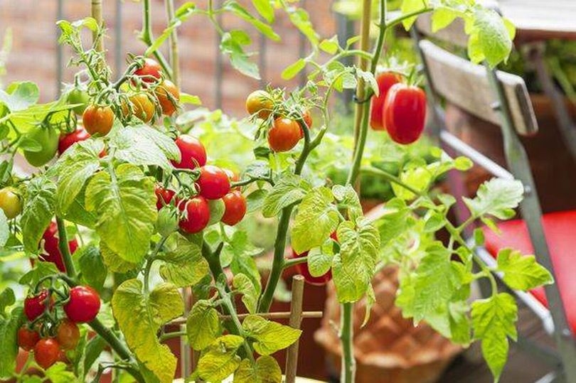 'Harmful' mistake many people make when watering tomatoes